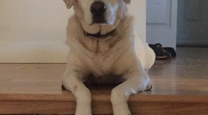 Be Learning Life Lessons from a Lab